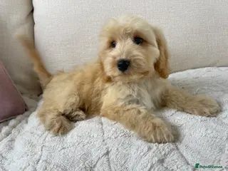 Cockapoo dogs Ready NOW F1 toy cockapoos - Advert 1