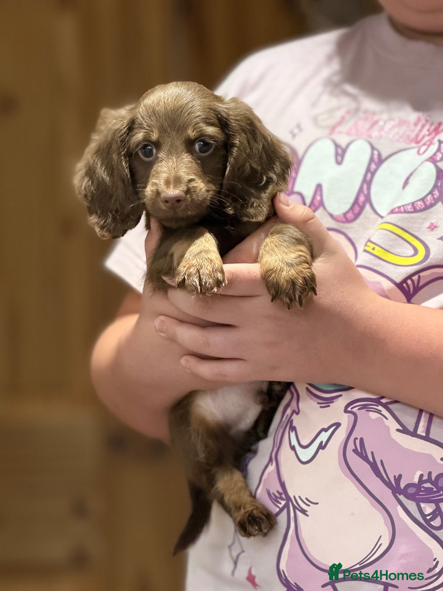 Dachshund dogs True miniature dachshund boys ready now  - Advert 5