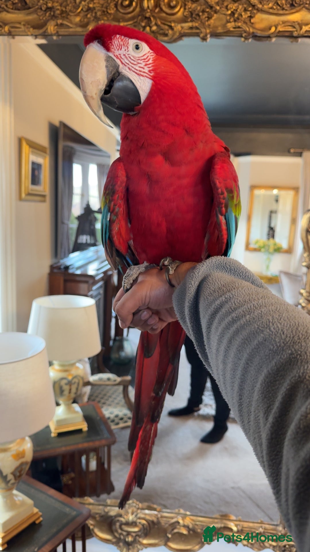 Macaws birds for sale: Tame&Talking Greenwing Macaw - Advert 3