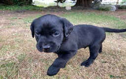 Labrador Retriever dogs for sale: Pedigree Labrador Puppies For Sale - Image 1