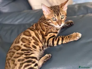 Bengal cats Mojo - 1 year old bengal is looking for a new sofa - Advert 13