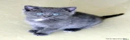 Mixed Breed cats for sale: Gorgeous Rag Doll/Maine Coon/Russian Blue X - Advert 2