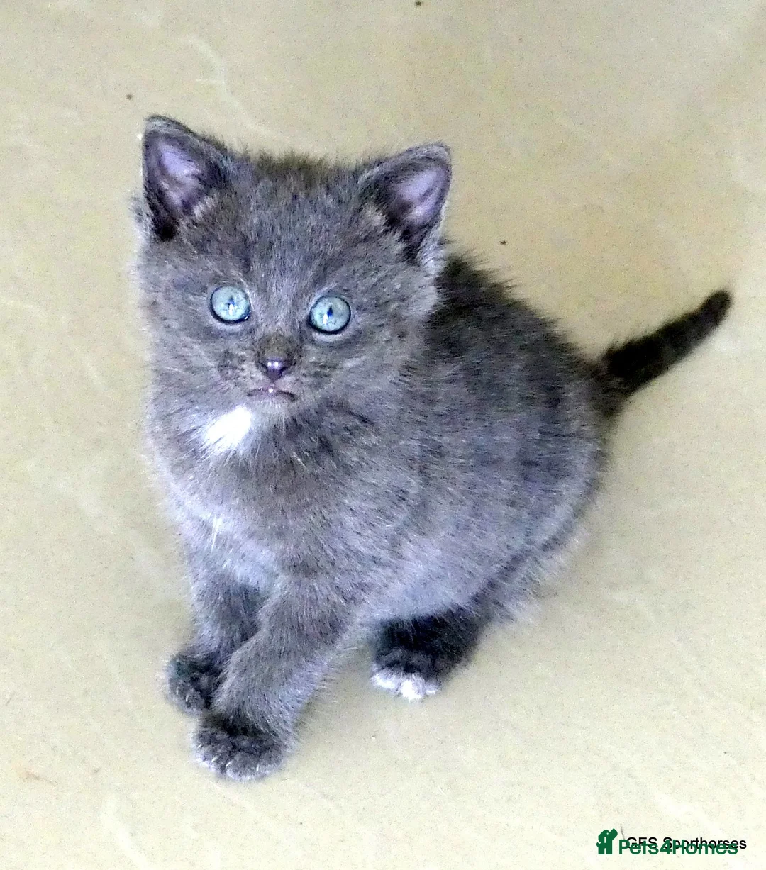 Mixed Breed cats for sale: Gorgeous Rag Doll/Maine Coon/Russian Blue X - Advert 2
