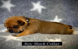 Staffordshire Bull Terrier dogs for sale: Outstanding Vangerbull Red SBT litter!  - Image 11