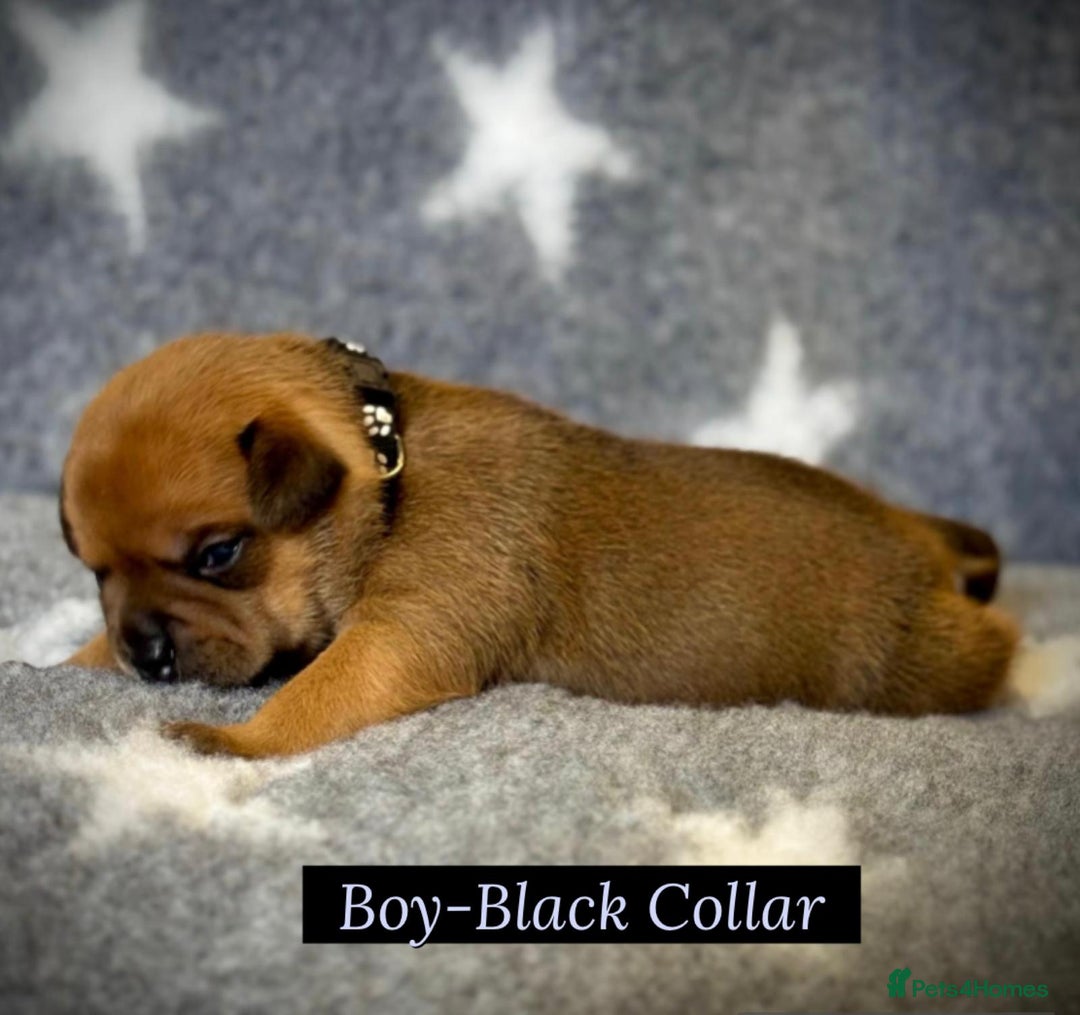 Staffordshire Bull Terrier dogs for sale: Outstanding Vangerbull Red SBT litter!  - Image 11