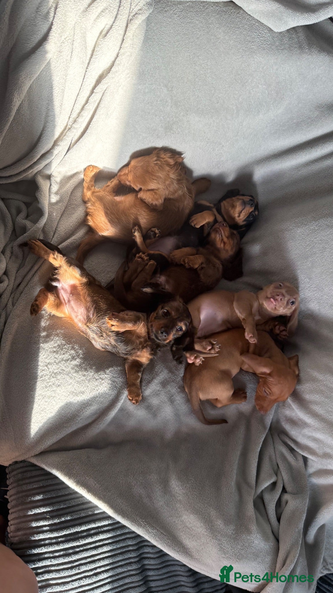 Miniature Dachshund dogs Beautiful miniature dachshund  - Advert 18