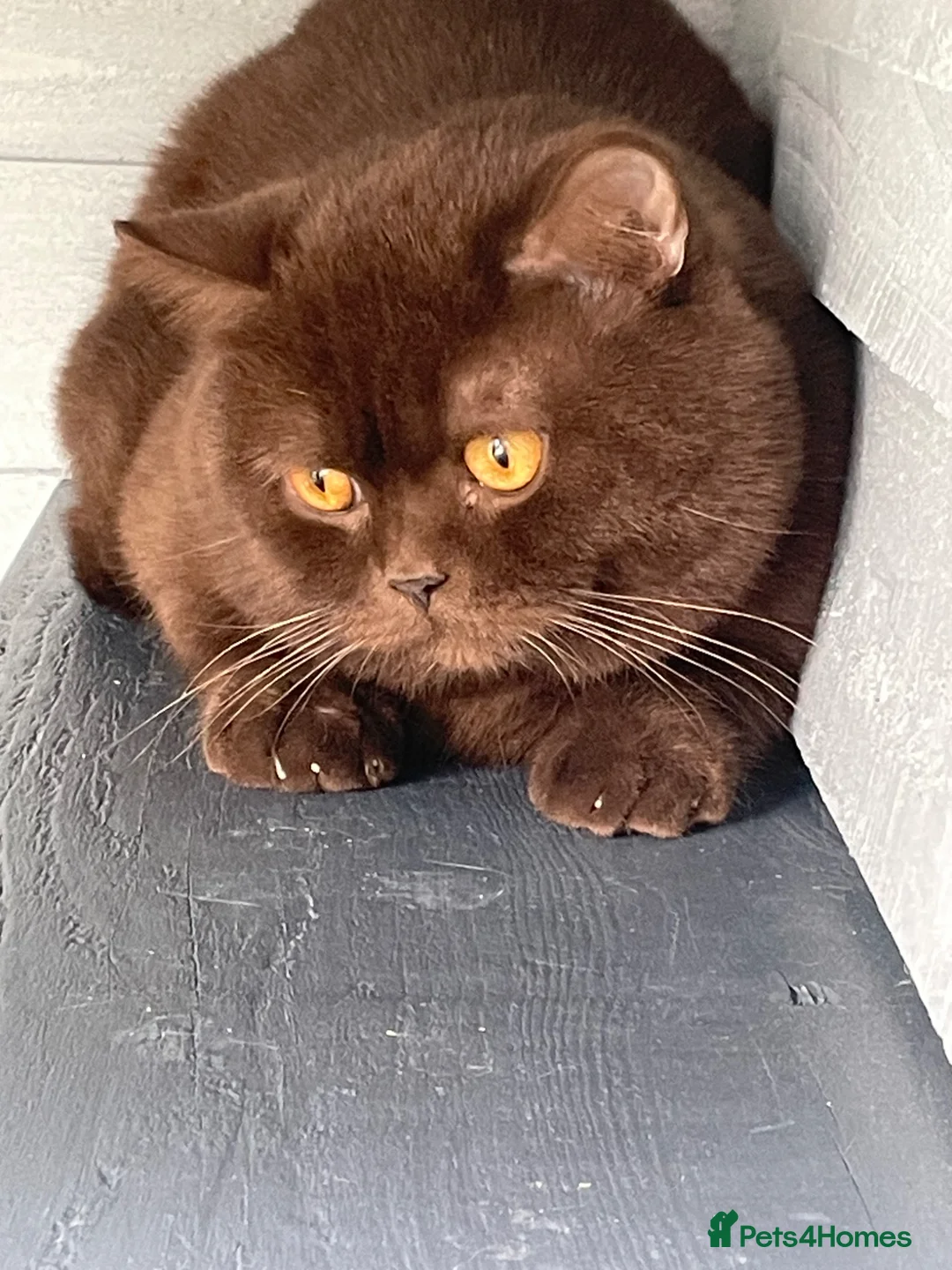 British Shorthair cats for stud: 🔥GCCF TICA CHOCOLATE STUD 🔥 - Advert 2