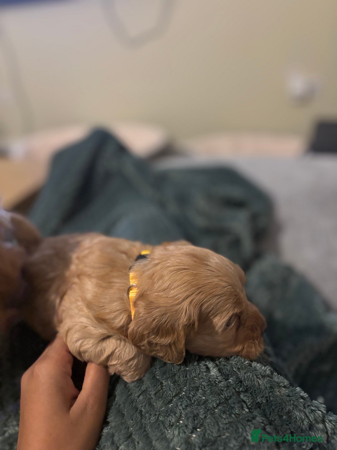 Mixed Breed dogs for sale: Lovely Cockapoo x miniature Labradoodle puppies!  - Advert 9