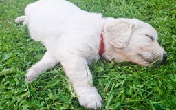 Golden Retriever dogs for sale: Cream Golden Retriever Puppies –Family Raised  - Image 11