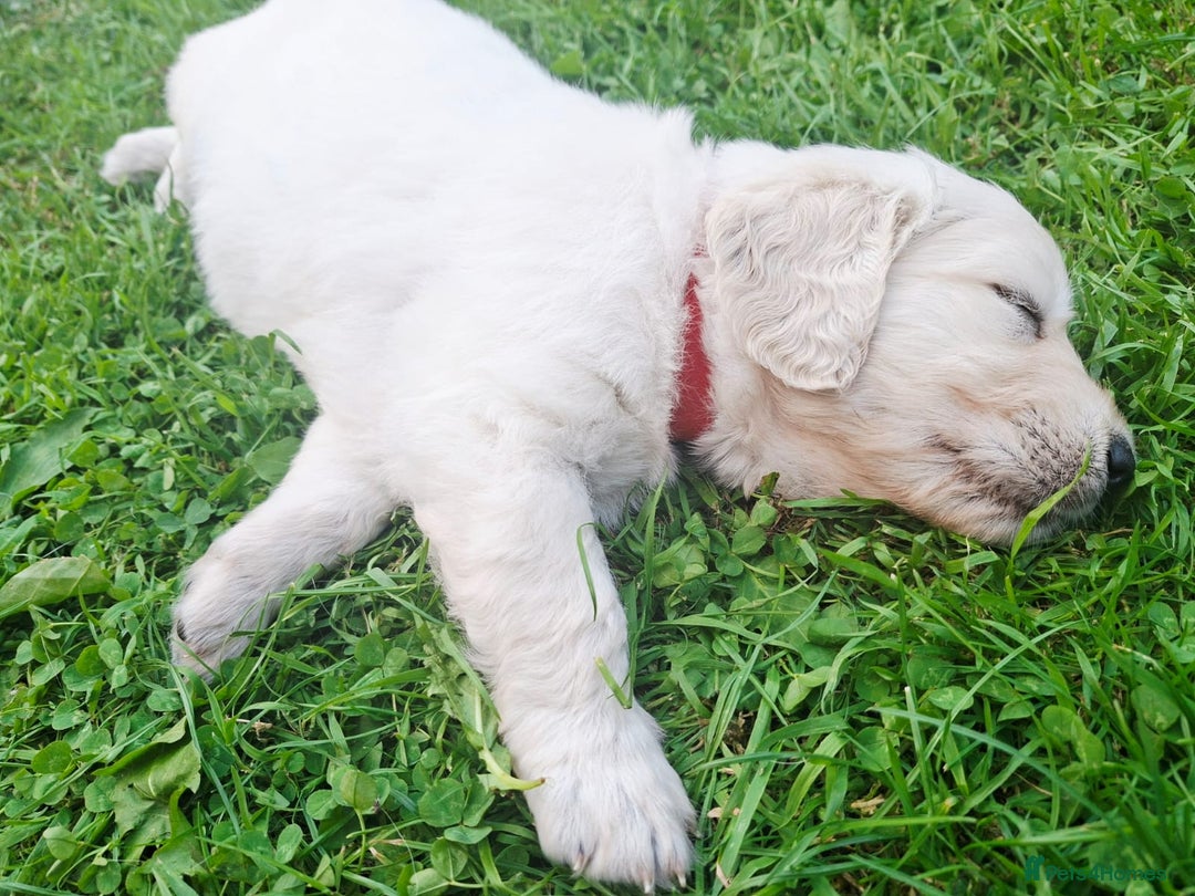 Golden Retriever dogs for sale: Cream Golden Retriever Puppies –Family Raised  - Image 11