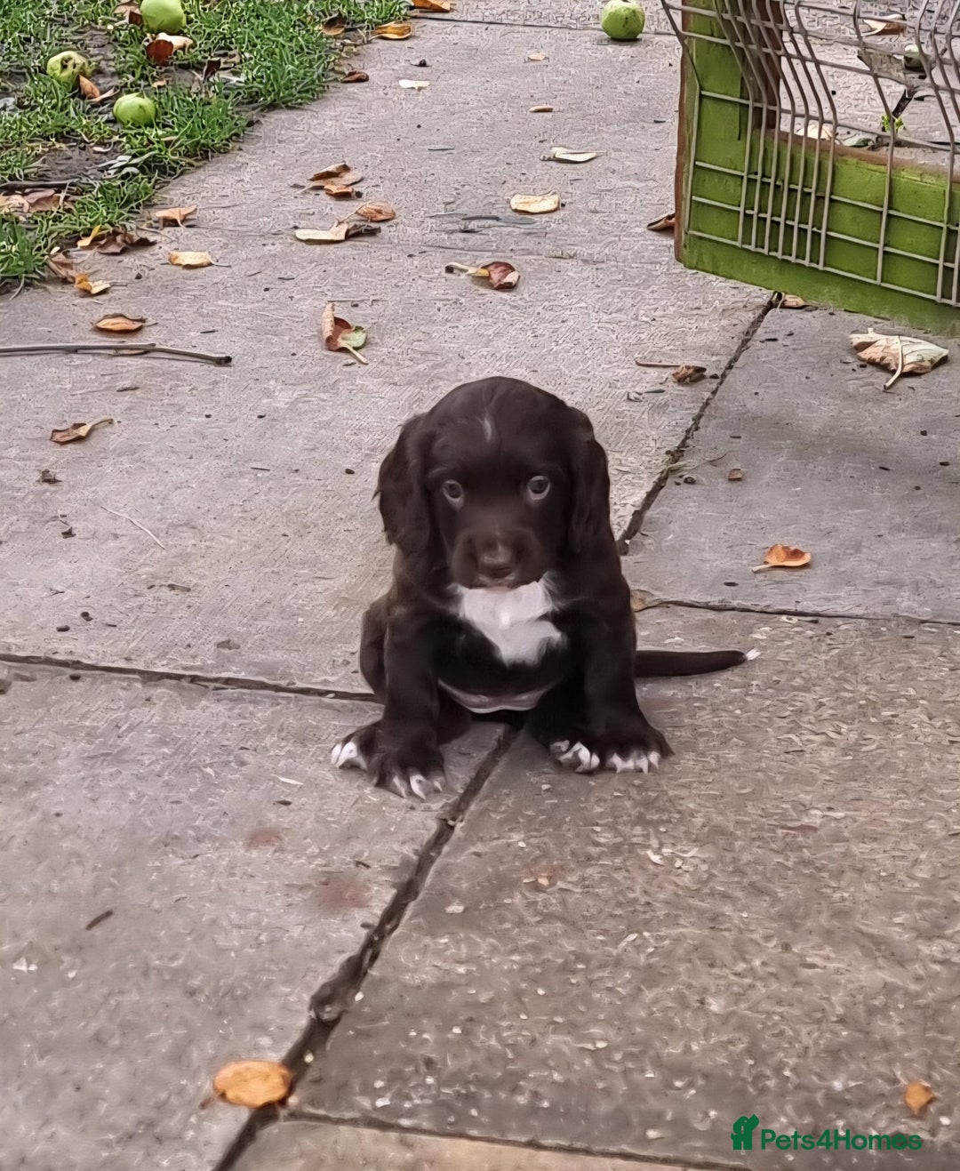 Cocker Spaniel dogs for sale: KC registered cocker spaniels - Image 26