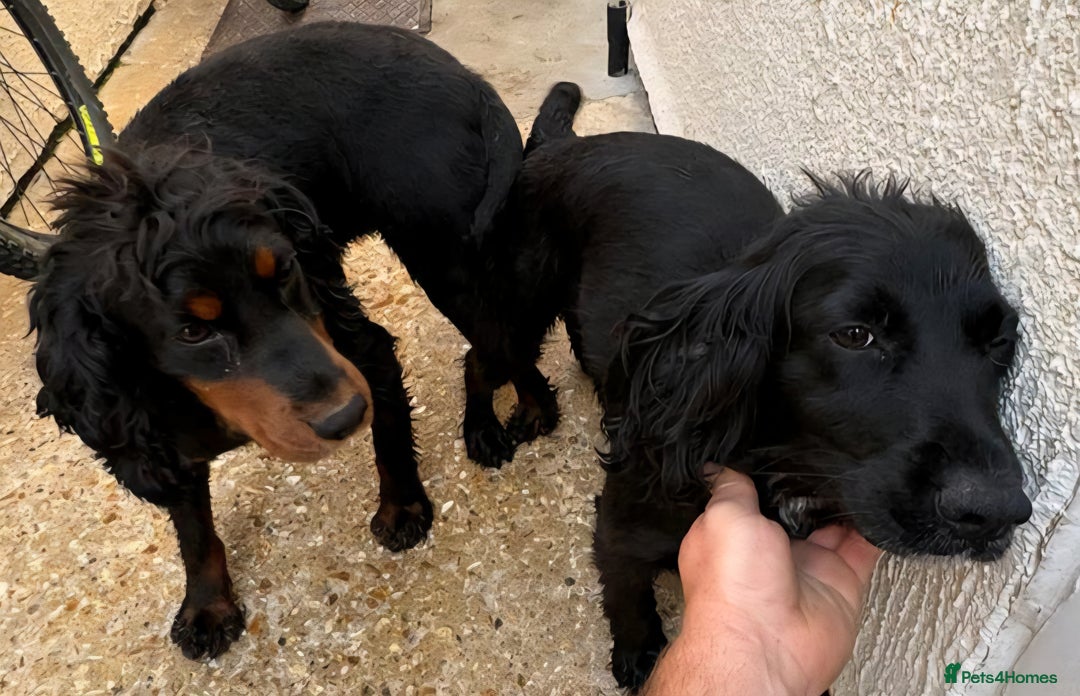 Cocker Spaniel dogs for sale: Outstanding cocker spaniel pups - Image 17