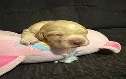 Cockerdor dogs for sale: Cockerdors  - Advert 11