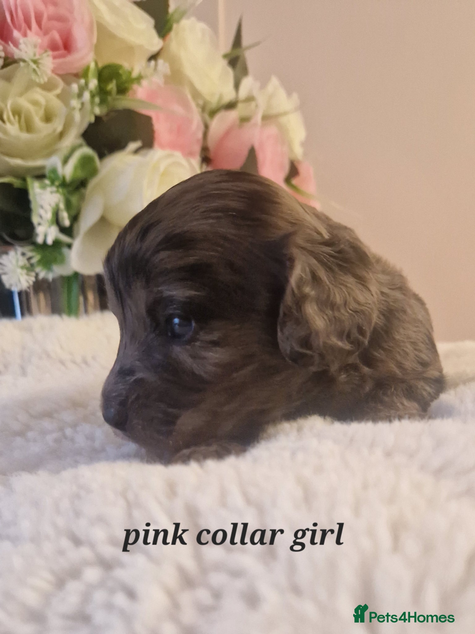 Doxiepoo dogs Daxipoo puppies  - Advert 13