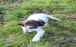 English Springer Spaniel dogs for sale: Gorgeous English Springer Spaniel Puppies  - Advert 12