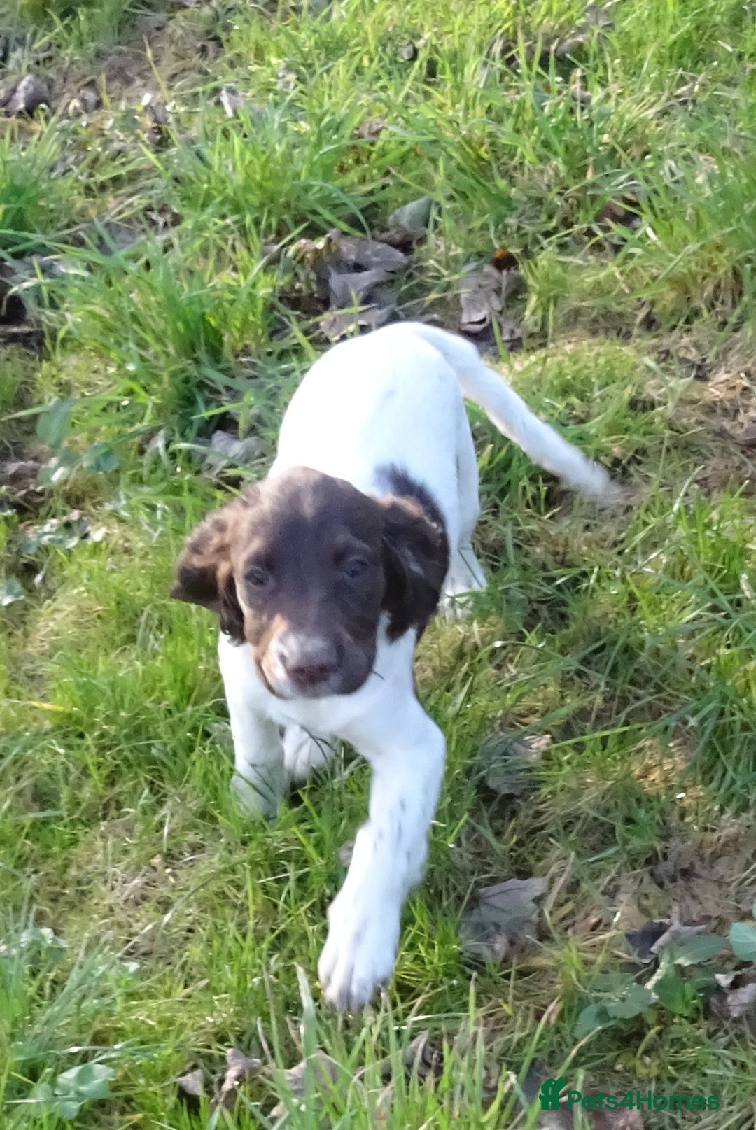 English Springer Spaniel dogs for sale: Gorgeous English Springer Spaniel Puppies  - Advert 12