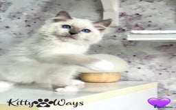 Ragdoll cats for sale: 🐾🩷*TICA REG* EU RAGDOLL KITTENS🌟 DNA CLEAR 🩵🐾 - Image 16