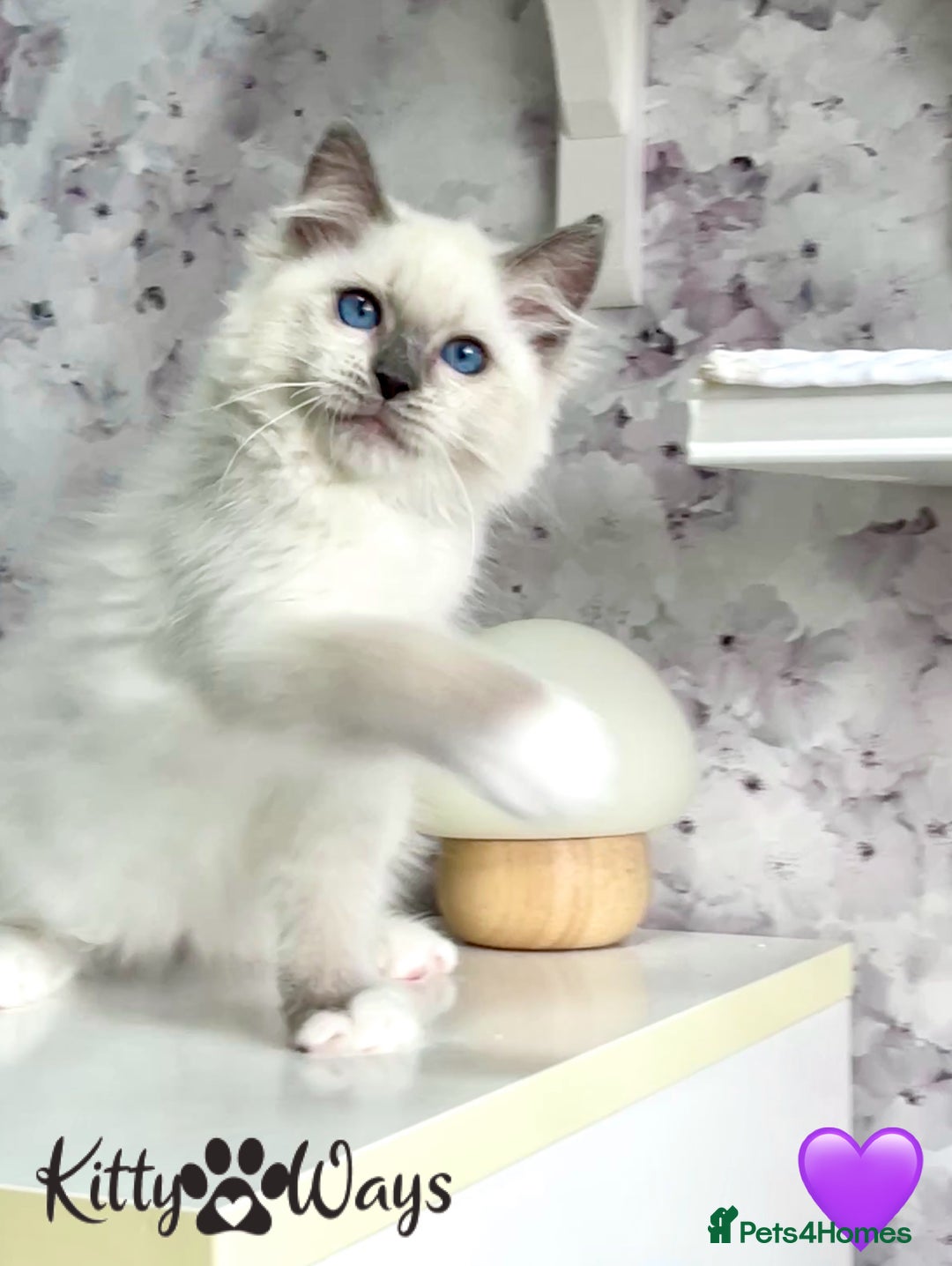 Ragdoll cats for sale: 🐾🩷*TICA REG* EU RAGDOLL KITTENS🌟 DNA CLEAR 🩵🐾 - Image 16