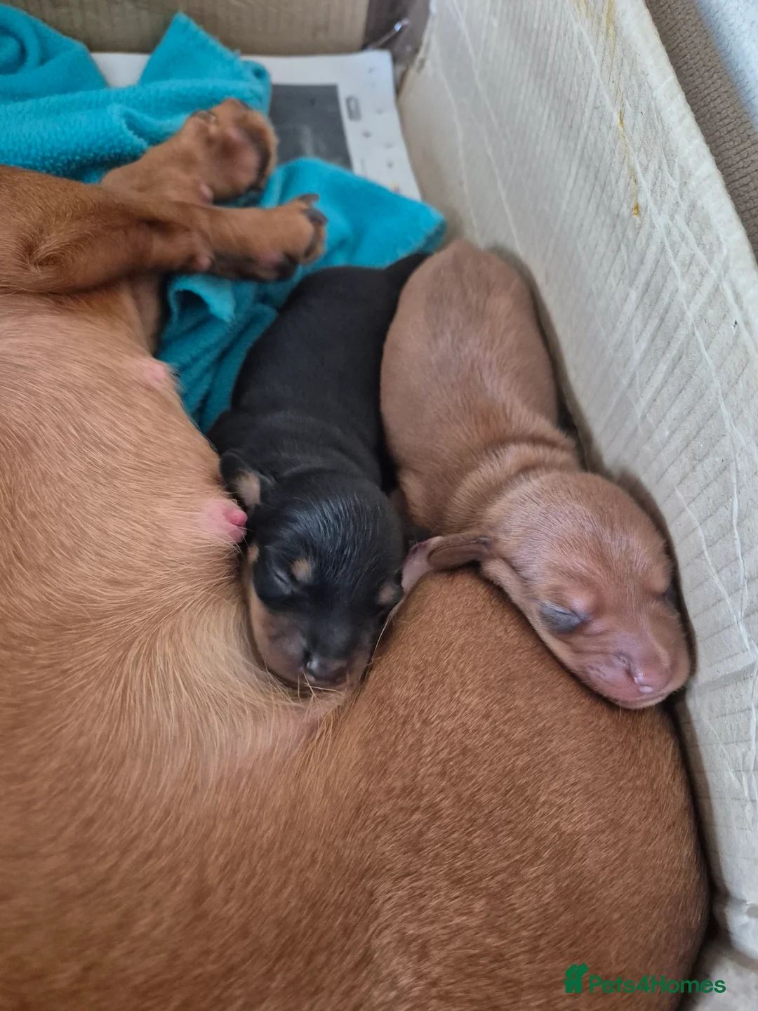 Miniature Dachshund dogs for sale: Champion Miniature Dachshunds KC registered  - Advert 2