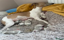 Whippet dogs for sale: Whippet pups  - Image 13