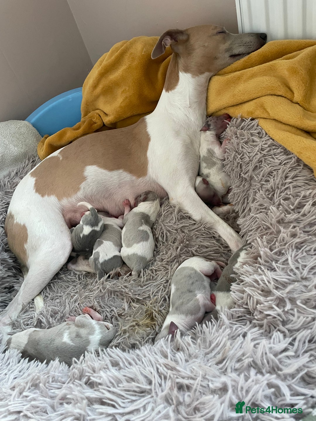 Whippet dogs for sale: Whippet pups  - Image 13
