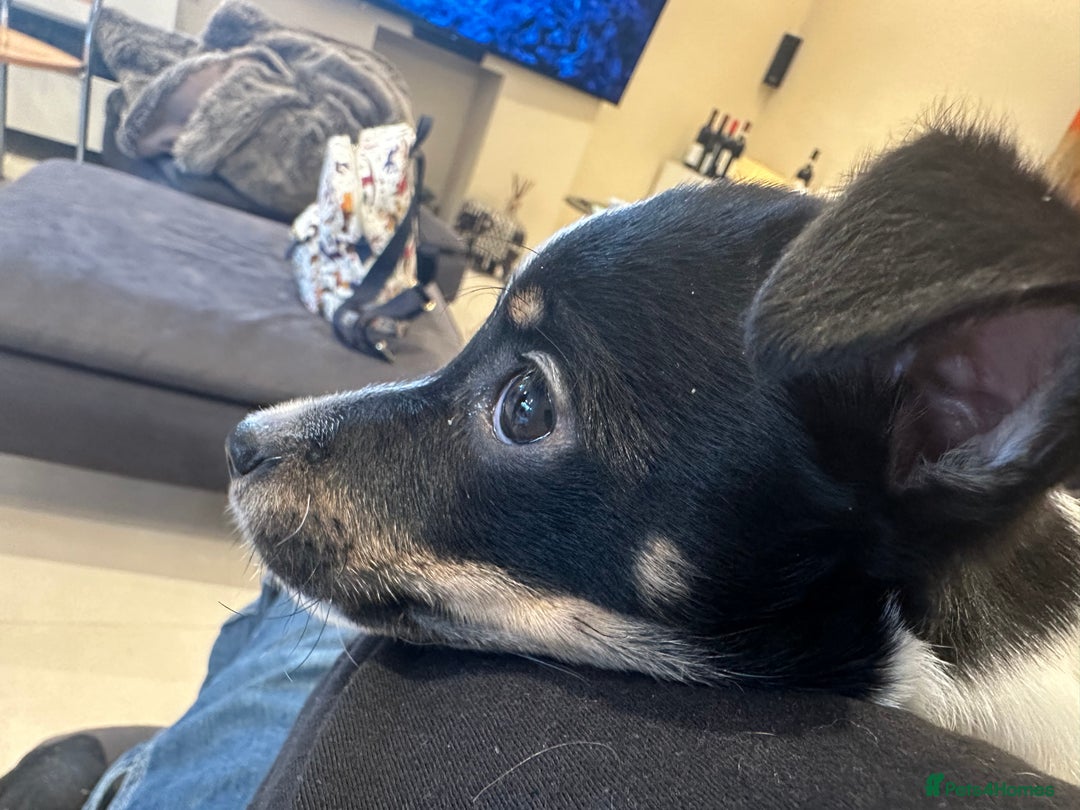 Mixed Breed dogs for sale: Chihuahua Terrier cross puppies. 1 Boy & 1 Girl - Advert 2