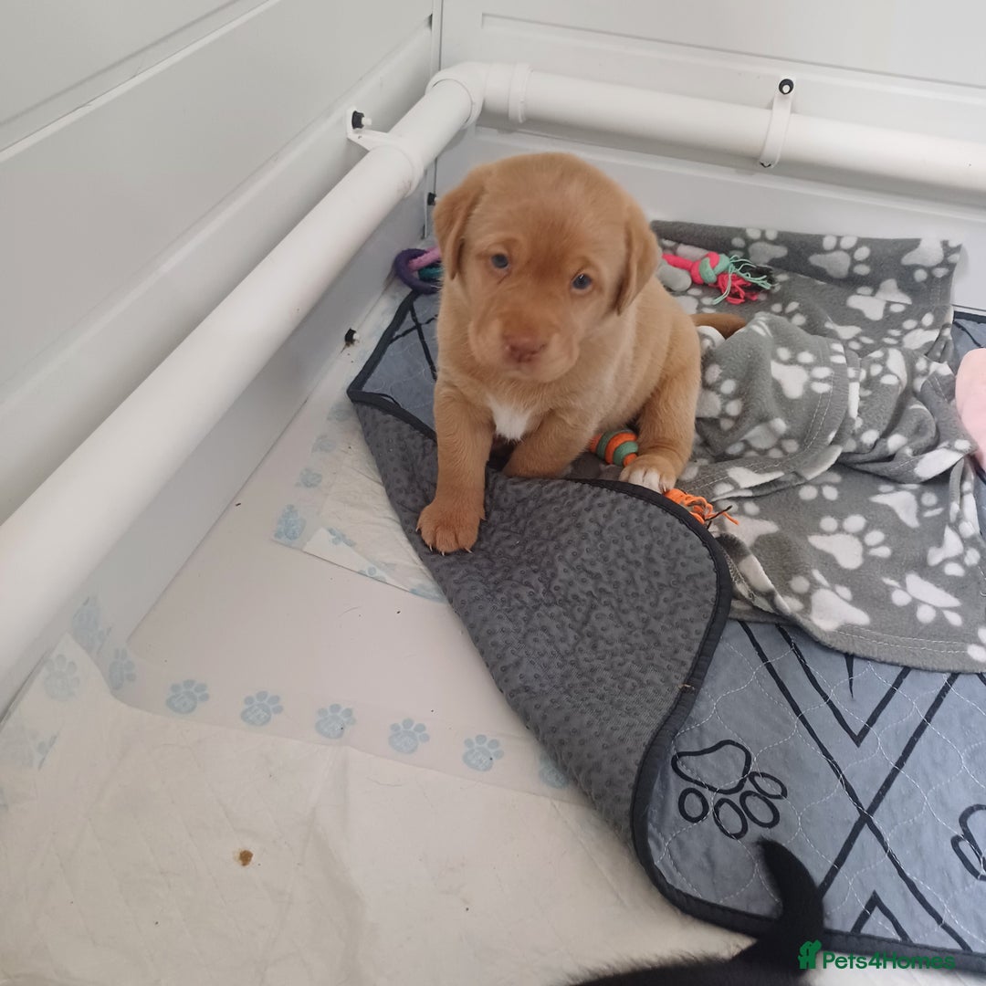 Labrador Retriever dogs for sale: Labrador puppies - Advert 6