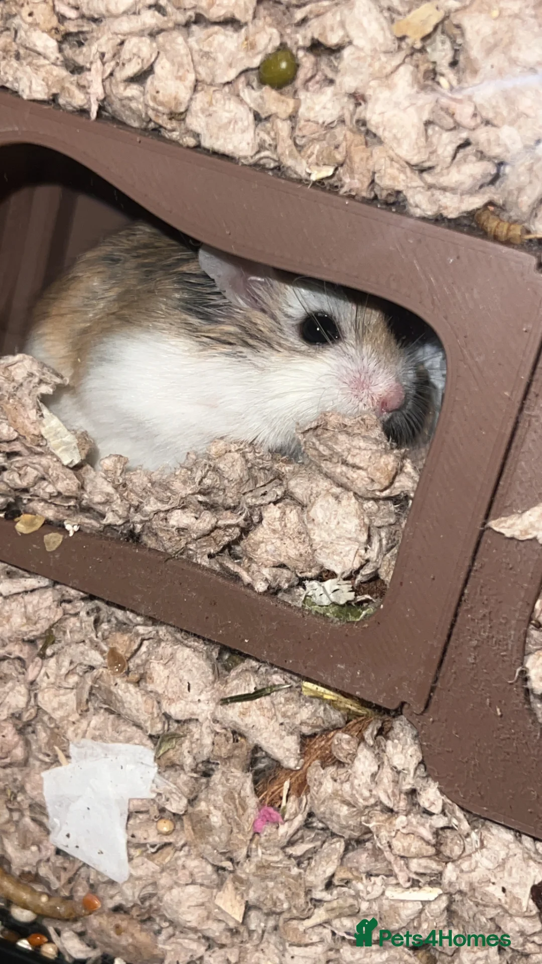 Hamster rodents for sale: 7-8 month old roborovski boy hamster for sale - Advert 3