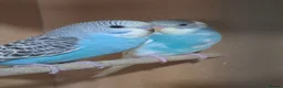 Budgerigars birds for sale: Gorgeous Baby Budgies - Advert 9