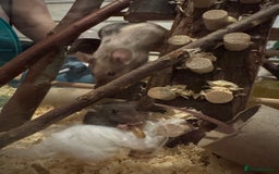 Mouse rodents for sale: Baby fancy mice - Image 3