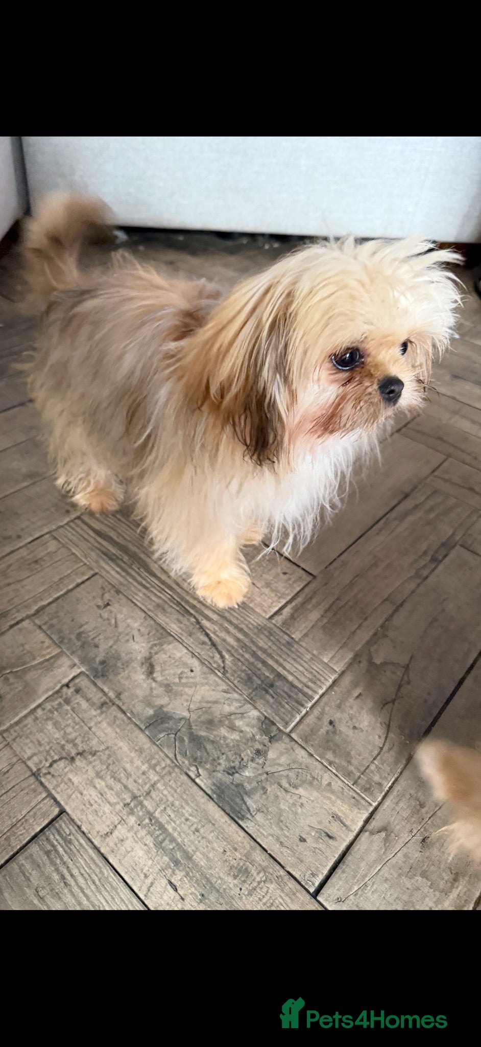 Mixed Breed dogs Exceptional Pomeranian x Shihtzu  champion lines  - Advert 1