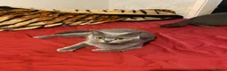 British Shorthair cats for sale: there is four beautiful healthy British shorthairs - Advert 1