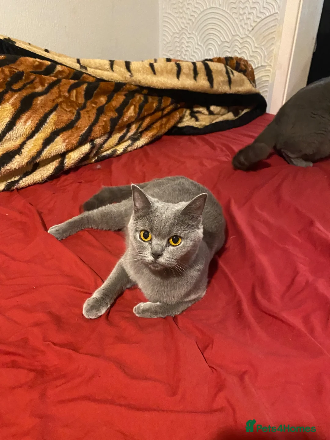 British Shorthair cats for sale: there is four beautiful healthy British shorthairs - Advert 1