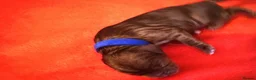 Cavalier King Charles Spaniel dogs for sale: Beautiful Cavalier King Charles Spaniel Puppies 🐶 - Advert 10