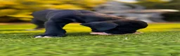 Great Dane dogs for sale: Stunning KC Registered champion bloodline Puppies - Advert 4