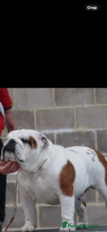 English Bulldog dogs - Advert 2