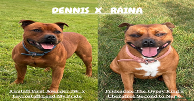 Staffordshire Bull Terrier dogs - Advert 9