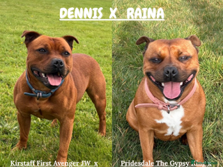 Staffordshire Bull Terrier dogs - Advert 3