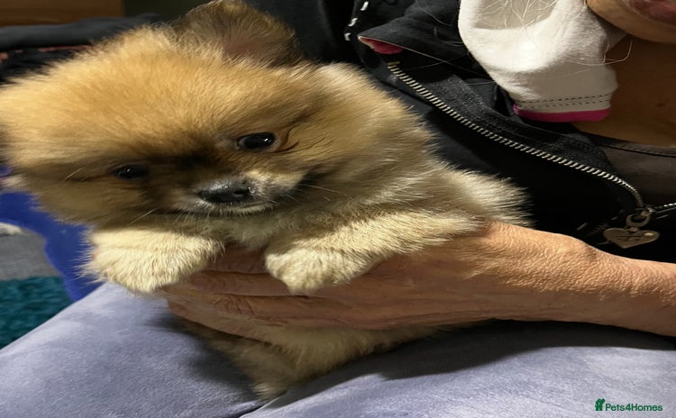 Pomeranian dogs - Advert 5