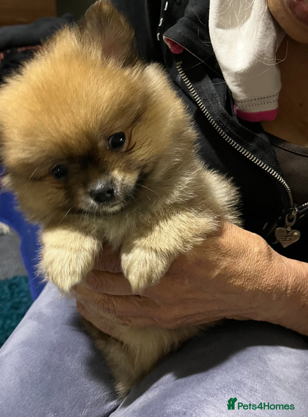Pomeranian dogs for sale: Pom puppy for sale  - Image 1
