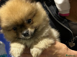 Pomeranian dogs - Advert 12