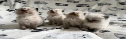 Ragdoll cats for sale: Beautiful Ragdoll Kittens 💎  - Advert 9