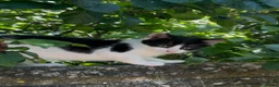 Domestic Shorthair cats for sale: 2 friendly adults and 3 lovely kittens  - Advert 6