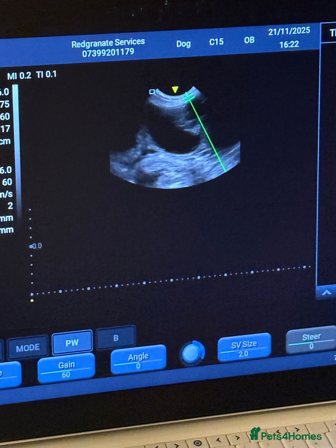 Golden Retriever dogs for sale: KC FULLY TESTED PUPPIES DUE - Advert 5