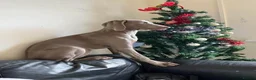 Weimaraner dogs for sale: Hallie  - Advert 21