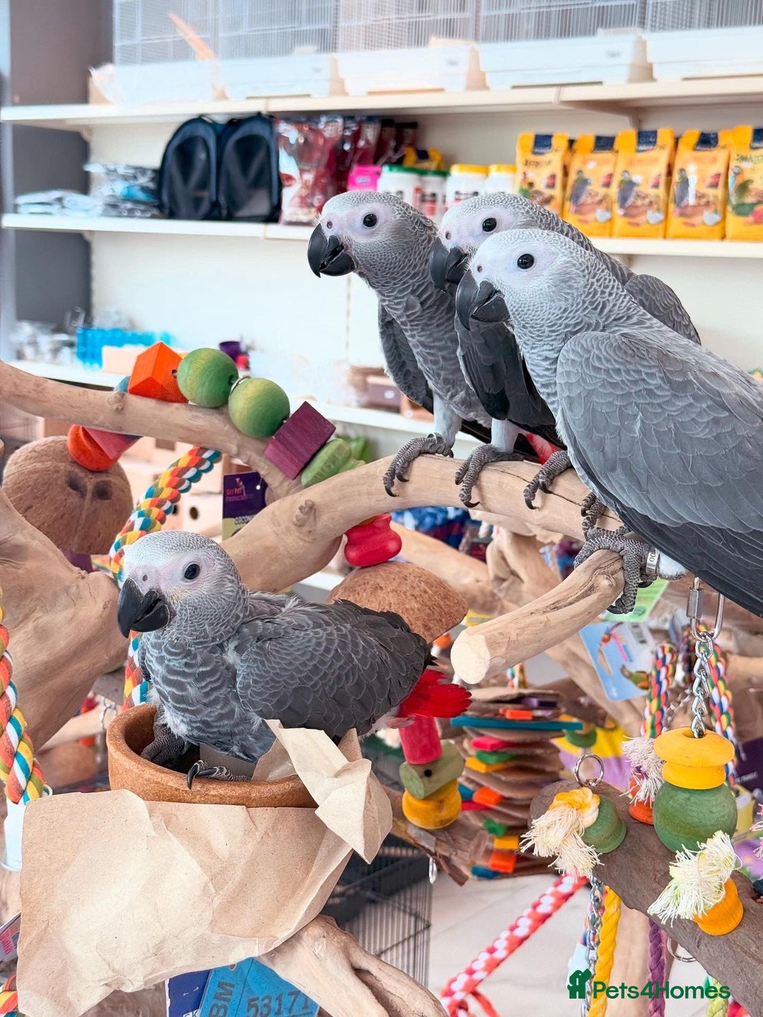 Parrots birds for sale: African greys  - Image 12