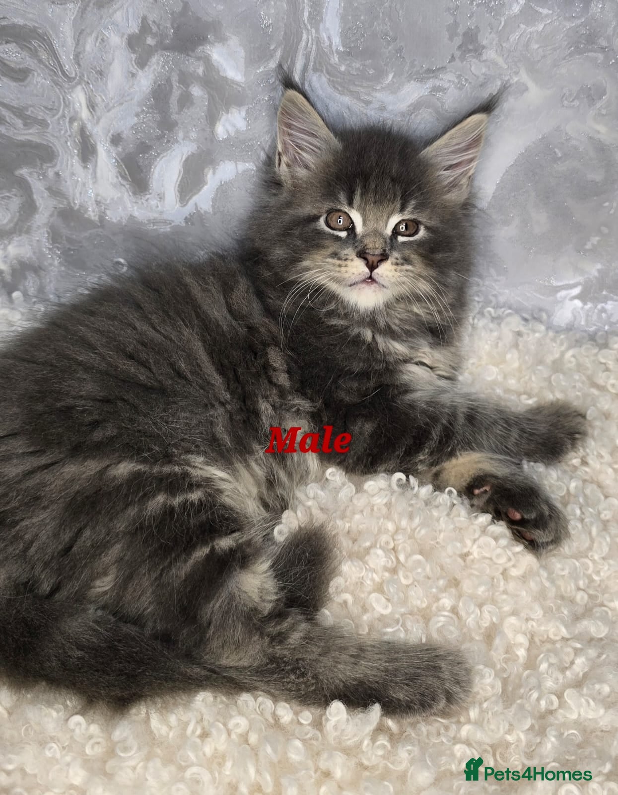 Maine Coon cats TICA KING SIZE MAINE COON CUBS - Advert 14
