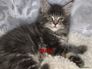 Maine Coon cats TICA KING SIZE MAINE COON CUBS - Advert 4