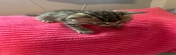 Domestic Shorthair cats for sale: Domestic Shorthair kittens  in Pontefract - Advert 8