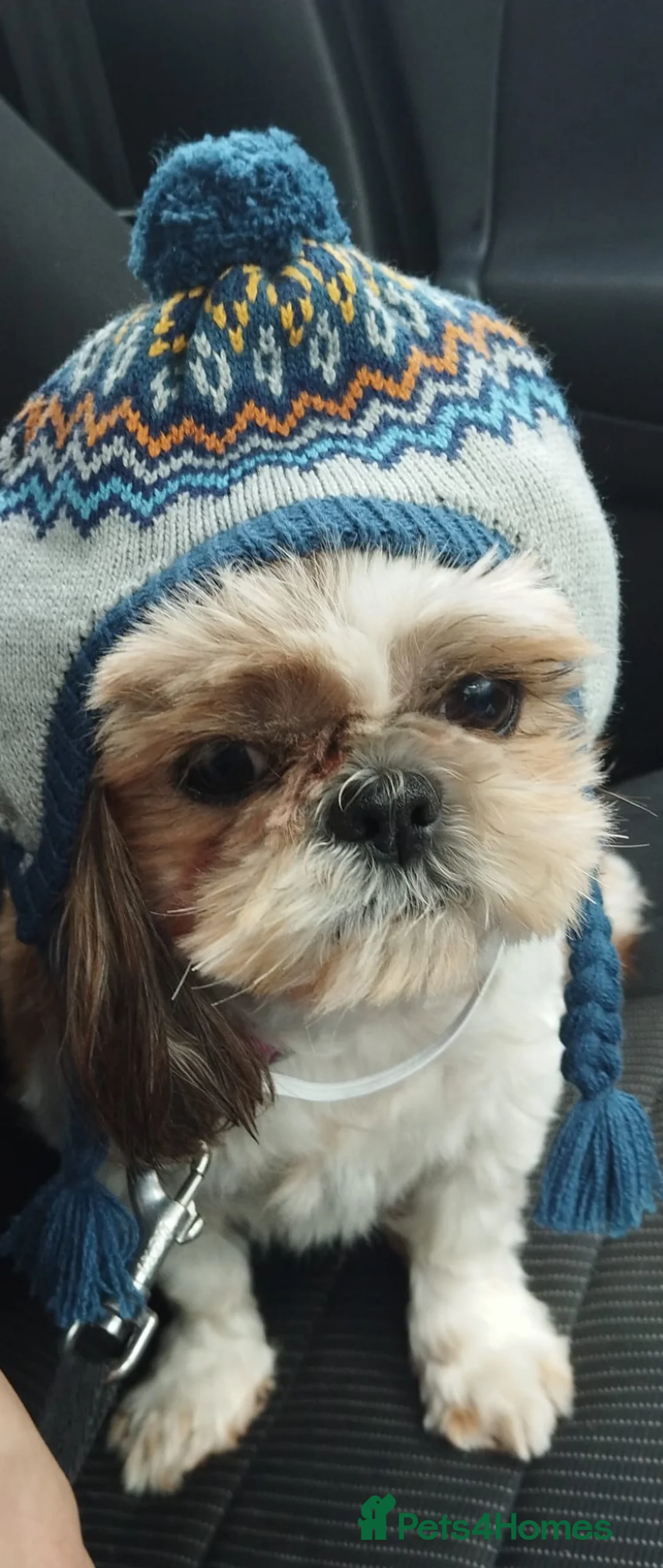 Shih Tzu dogs for sale: Loving home needed for Czuczu in Poole - Advert 1